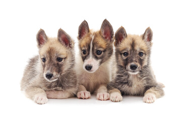 Group of small puppies.
