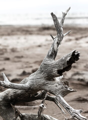 dead tree trunk in the coast