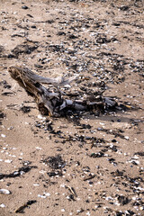 Wooden old driftwood lying on the sand of the beach surrounded by seaweed and seashells on a warm sunny day.