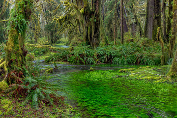 Mossy lush forest along the Maple Glade Trail in the Quinault Rainforest in Olympic National Park, Washington State, USA