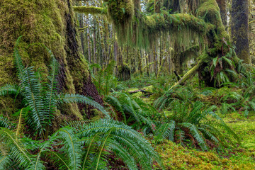 Mossy lush forest along the Maple Glade Trail in the Quinault Rainforest in Olympic National Park, Washington State, USA © Danita Delimont