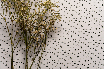 dry white flowers on a white background in a black dot