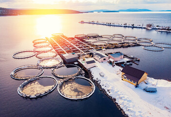 Salmon and sturgeon fish farm aquaculture blue water. Aerial top view