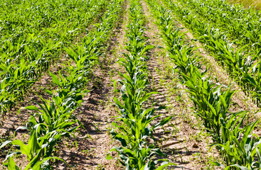 Naklejka premium green corn sprouts in the spring or summer