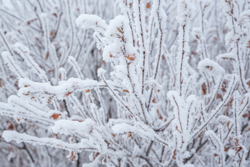 Snow and rime ice on the branches of bushes. Beautiful winter background with twigs covered with hoarfrost. Plants in the park are covered with hoar frost. Cold snowy weather. Cool frosting texture.