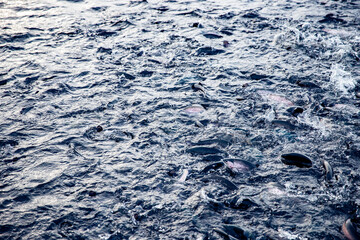 Fish farm for breeding for rainbow trout and salmon fry in net cages. Concept aquaculture...