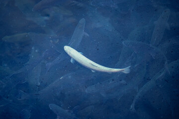 Albino rainbow trout in cage of fish farm aquaculture blue water floating cages