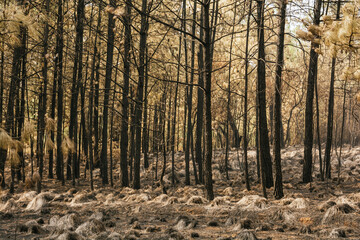 Forest burned by a forest fire, we can distinguish the ash from the grass, burned trunks, bushes, with predominantly ocher and green colors.