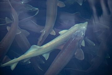 Closeup sturgeon fish farm for breeding. Concept aquaculture pisciculture, top view