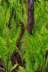 Spring ferns at the Arboretum in Seattle, Washington State, USA