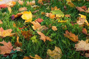 maple foliage in the autumn season