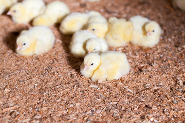 young meat chicken chicks