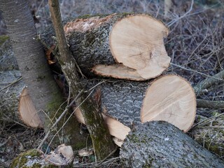 Kettensäge - gerodeter Baum mit Jahresringen