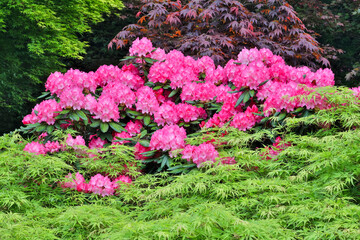 Pink rhododendron and Japanese maples, Sammamish, Washington State