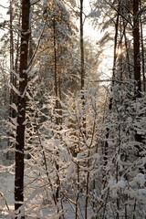 Fototapeta premium frosty winter after snowfall with bare deciduous trees