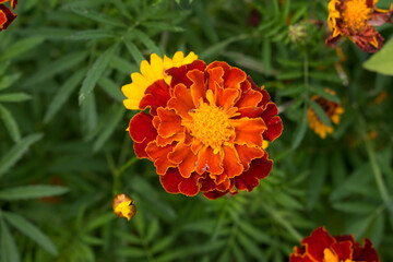 Yellow and orange marigold flowers in the garden in the fall.