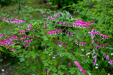Close-up flowers of a bleeding heart Dicentra Spectabils - Powered by Adobe