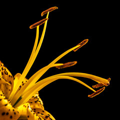 yellow tiger lily with stamens