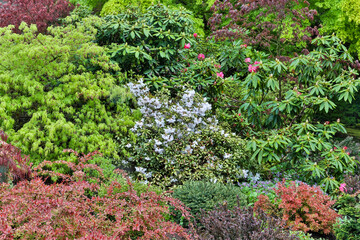 Spring color with deer proof shrubs and trees, Sammamish, Washington State.