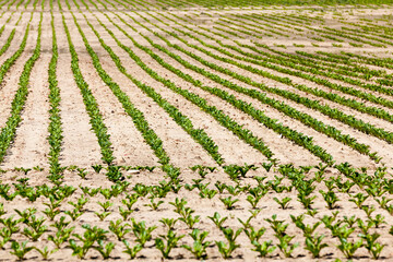 beets in the agricultural field