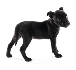 Black puppy staffordshire standing (three months)