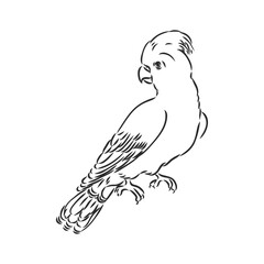 Vector illustration with parrot in black and white colors