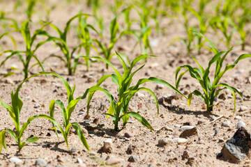 yield of maize corn and food