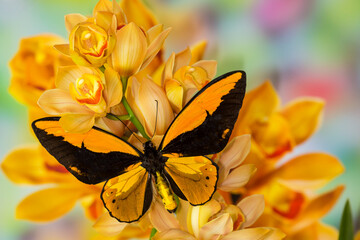 Large orange birdwing, Ornithoptera croesus, butterfly on large golden cymbidium orchid