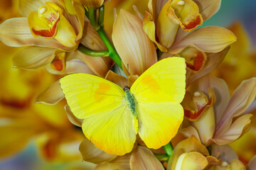 Yellow sulfur butterfly on large golden cymbidium orchid