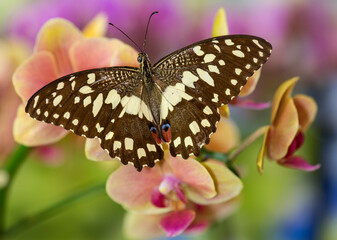 Moth orchid, Phalaenopsis and the orchard butterfly, Papilio demodocus