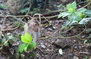 Wild monkey
