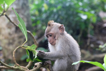 Wild monkey
