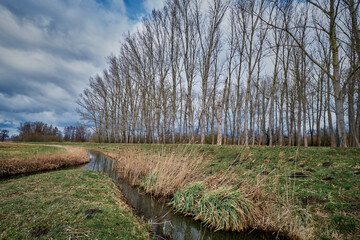 Wassergraben mit Birken am Europäischen Fernwanderweg E10 im Spreewald zwischen Lübbenau und Lübben