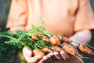 Woman harvesting carrots from backyard garden
