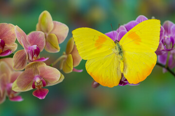 Moth orchid, Phalaenopsis and Yellow sulphur butterfly