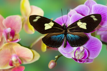 Moth orchid, Phalaenopsis and Heliconius sapho butterfly