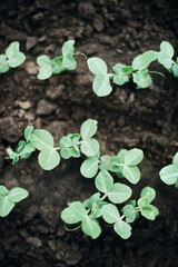 raw green peas leaves in garden