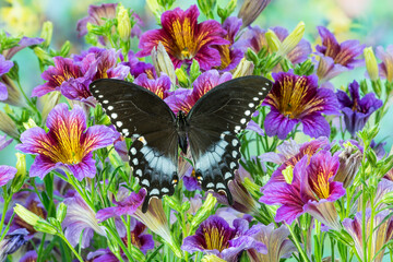 Purple painted tongue flowers and Pineville North American butterfly, Papilio troilus