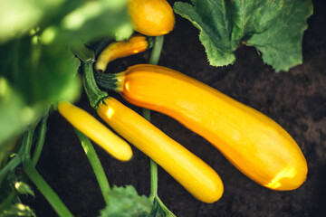 zucchini plant in garden with bright green leaves with basket
