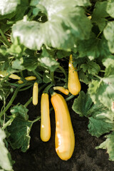 zucchini plant in garden with bright green leaves with basket