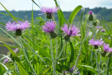 Detail of a purple thistle plant  (wild cardus) with green meadows on background