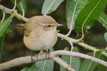 Common chiffchaff ,Leaf warbler (Phylloscopus collybita) Bird close-up	