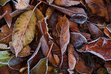frozen autumn leaves on the ground