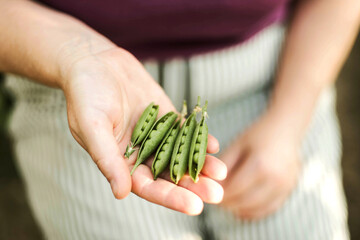 Woman's hand picking peas, close-up