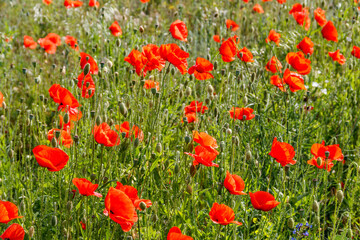 Red poppy flowers on a green meadow
