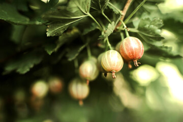 Close-up of fresh gooseberries bunch