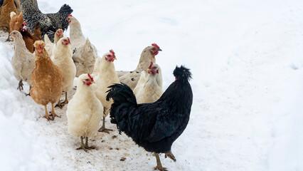 Group of beautiful domestic white hens and black rooster are walking through snow on a snowy winter day.. Chicken farm concept.