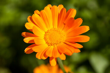 beautiful orange marigold