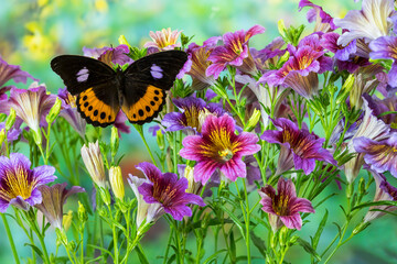 Orange, black, lilac tropical butterfly, Hypolimnas pandarus pandora, with large group of flowering painted tongue flowers.