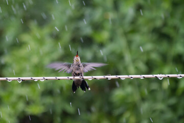 little bird bathing with rainwater
